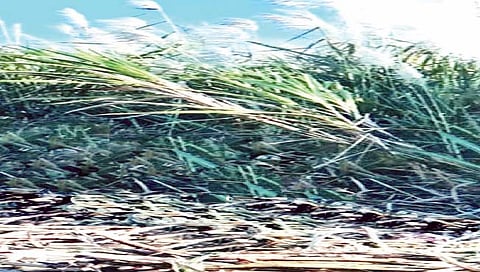 बेळगाव : कारदग्याच्या पसारे बंधूंचा आदर्श; सलग १३ वर्षे एकरी शंभर टन ऊस उत्पादन