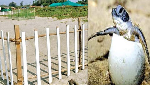 वातावरणात बदल : मोरजी किनारी कासवांचे आगमन उशिराने