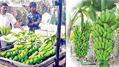सोलापूर : करमाळ्याच्या केळींना उत्तर भारतातून मागणी