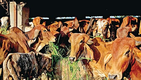 पशुनिगा : गाय खरेदी करताना काय काळजी घ्यावी?