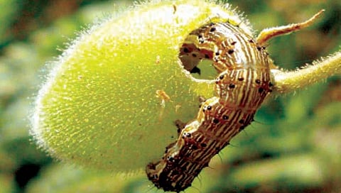 हरभरा पिकावरील घाटेअळीचे नियंत्रण