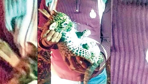 वाटेगावात बिबट्या, बछड्याचे दर्शन