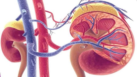 न्यूयॉर्क : ब्रेन डेड व्यक्तीच्या शरीरात डुकराच्या किडनीचे प्रत्यारोपण
