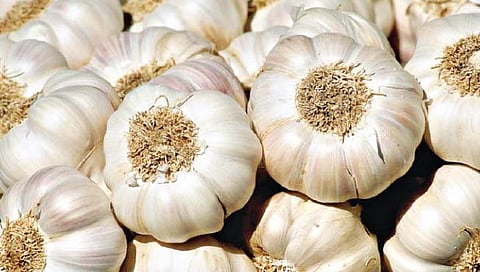 लसूण शेती : लसूण लागवडीचे तंत्र