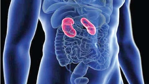 संशोधकांनी बनवली कृत्रिम किडनी!