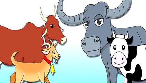 अनुदान : गाय, म्हैस, शेळीसाठी आता मोबाईलवरूनही करा अर्ज