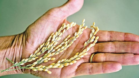 सब 1 : शेतीला हवी विज्ञानाची जोड