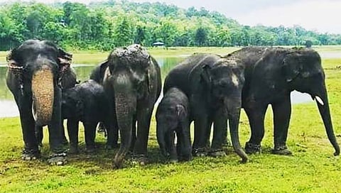 महाराष्ट्रातील एकमेव हत्ती कॅम्प गुजरातला हलविण्याचा घाट