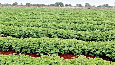 घोडातांड्यातील राजू राठोड यांचा जिरेनियम पिकाचा प्रयोग
पारंपरिक शेतीला फाटा, अन्य शेतकर्यांनाही मार्गदर्शन