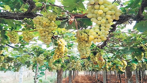 सोलापूर : द्राक्ष निर्यात करण्यास शेतकर्यांच्या मनात भीतीचे सावट; जागेवर द्राक्ष विक्री करण्यावर शेतकर्यांचा भर