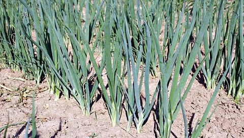 निर्यातक्षम कांदा उत्पादनासाठी…