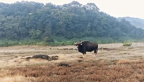 भीमाशंकर अभयारण्यात प्रथमच रानगव्याने येळवली ग्रामस्थांना दिले दर्शन