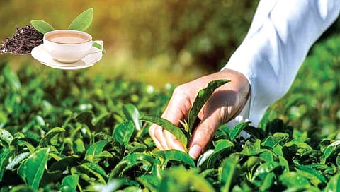 चहा च्या क्षेत्रात करिअर करायचंय?