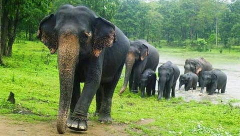 बेळगावसह कर्नाटक राज्यात पाच वर्षांनी हत्तीगणना