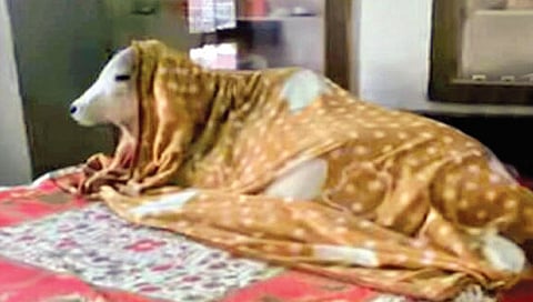 गायींसाठी खास बेडरूम, बेड आणि टॉयलेटही!