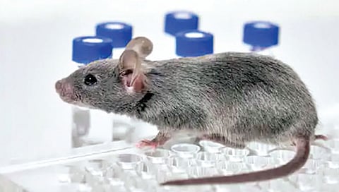 उंदरांमध्ये म्युटेट होऊन माणसात आला ओमायक्रॉन! चिनी तज्ज्ञांचे मत