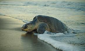Olive Ridley Turtle : सॅटेलाईट टॅगिंगद्वारे उलगडणार ऑलिव्ह रिडले मादीचा जगभरातील प्रवास