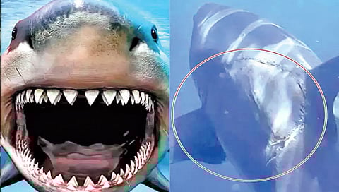 प्राचीन काळातील ‘मेगालोडन’ माशाचे आजही अस्तित्व?