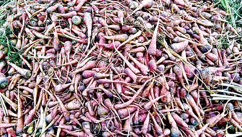 सांगली : अवकाळी पावसाने कवलापुरात गाजराचे पीक झाले मातीमोल