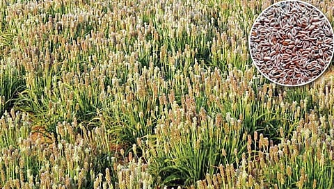इसबगोल : रब्बीतील किफायतशीर पीक