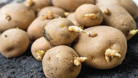 मोड आलेले बटाटे आरोग्यासाठी हानिकारक