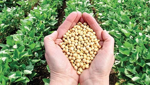 पुणे जिल्ह्यात यंदा सोयाबीनचा पेरा दुप्पट; खरिपाच्या एकूण पेरण्या 97 टक्क्यांवर