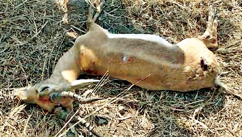 सोलापूर : कारच्या धडकेत काळविटाचा मृत्यू