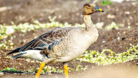 उजनी जलाशयावर दुर्मीळ ‘बीनहंस’चे प्रथमच आगमन