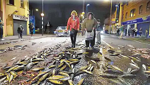 …म्हणून पडला माशांचा पाऊस!