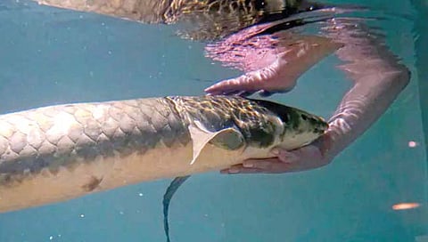 जगातील सर्वात वृद्ध पाळीव मासा