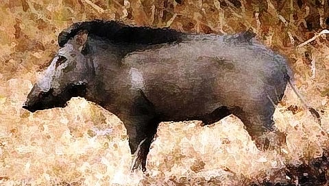 यवतमाळ : रानडुक्कराच्या हल्ल्यात शेतकरी बापलेक गंभीर जखमी