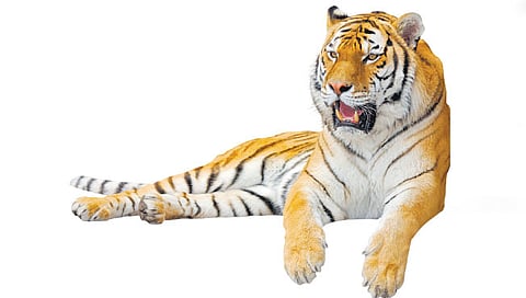 राज्यातील २३ वाघांसह देशात ८६ वाघांचा मृत्यू