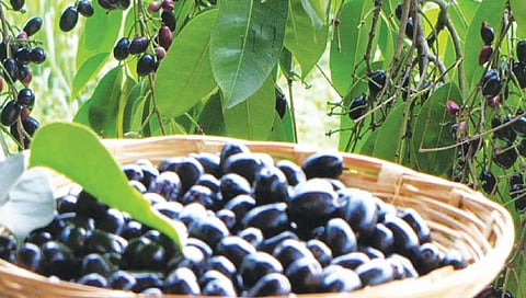 कोकणच्या जांभळाला मिळणार जीआय मानांकन!