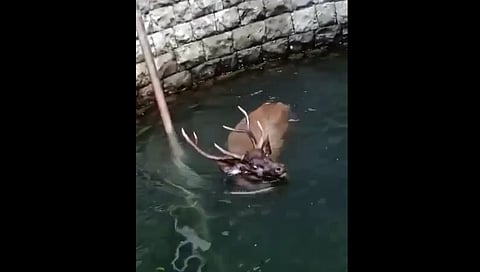 निगडी येथे विहिरीत पडलेल्या सांबराला जीवदान; उपचारानंतर सुटका