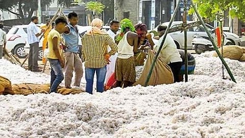 Akota : कापसाच्या दराने गाठला उच्चांक; प्रति क्विंटल १०,३१५ रुपयांवर भाव