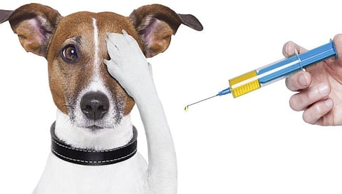 Animal Health : प्राण्यांवरील पहिली कोरोना लस तयार! २३ लष्करी कुत्र्यांवरील ट्रायल यशस्वी