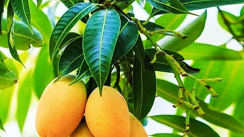 सातारा : गावठी स्वादिष्ट आंब्यांच्या प्रजाती नामशेष