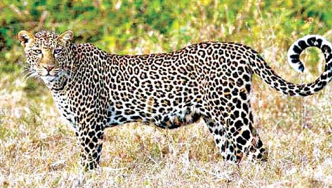 परळी खोर्यात बिबट्याचा वावर