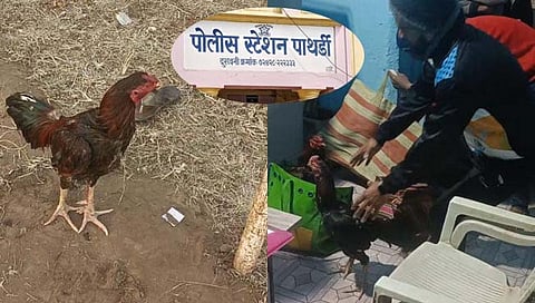 Cock auction : पाथर्डीत कोंबडा लिलाव करण्याची पोलिसांवर आली वेळ