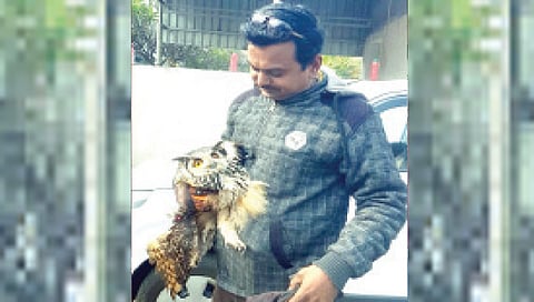 नाशिक : जखमी घुबडाला पाहून पक्षिमित्र हळहळला ; जीव वाचविण्यासाठी केली धडपड