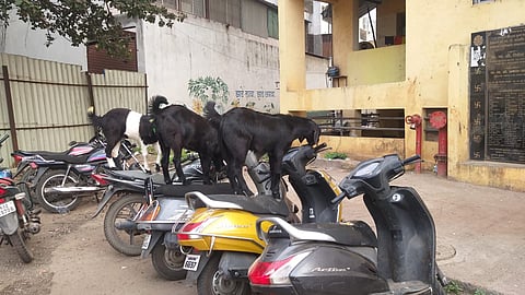 इथे माणसं राहतात की जनावरं?, पुण्यातील अण्णाभाऊ साठे नगरातील इमारतीची अवस्था