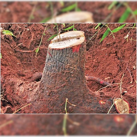 पुणे परिसरात चंदनचोर वाढले; गजाआड मात्र निम्मेच