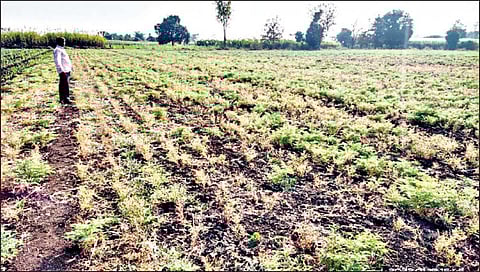 घाटेअळी चा हरभरा पिकावर हल्लाबोल