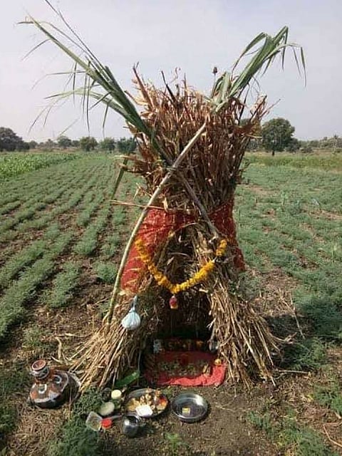 सोलापूर जिल्ह्यात ‘वेळा अमावास्या’ साजरा
