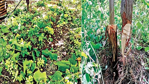 सोलापूर : अडीच एकर द्राक्षबाग जमीनदोस्त, नगरपंचायत निवडणुकीतील रागातून केले कृत्य