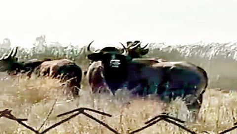 सांगली : शिराळा तालुक्यात १२ गवे भरवस्तीत