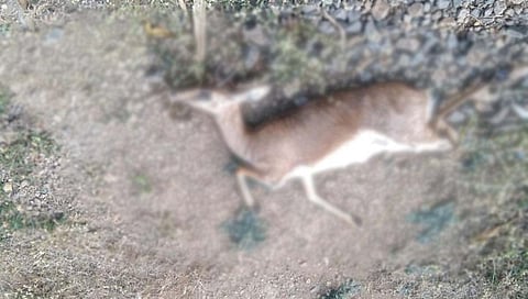 पुणे : अज्ञात वाहनाच्या धडकेत चिंकारा हरीण जागीच ठार