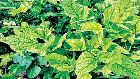 टाळा सूक्ष्म अन्नद्रव्यांची कमतरता