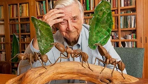 एडवर्ड ऑसबॉर्न विल्सन : मुंग्यांचा माणूस…