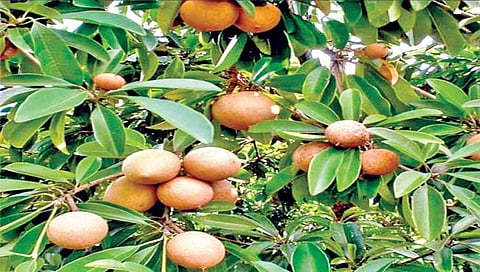 Sapodilla : जपा चिकूच्या फळांना